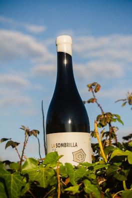 La añada 2019 de los vinos de pago, afinándose en las botellas